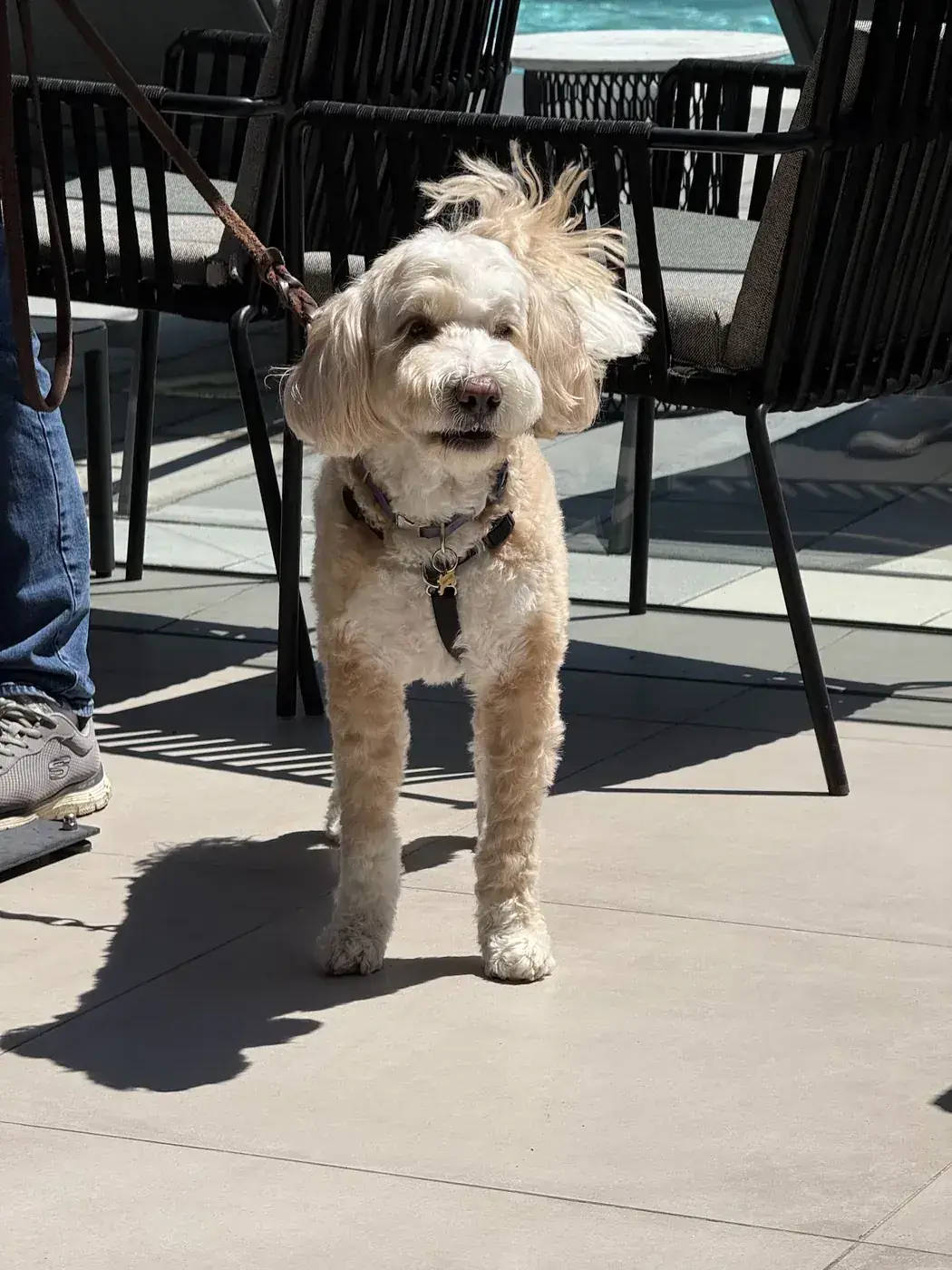 Cream curly-haired dog on a sunny patio in a black harness, used as the GPT Image 2.5 reference