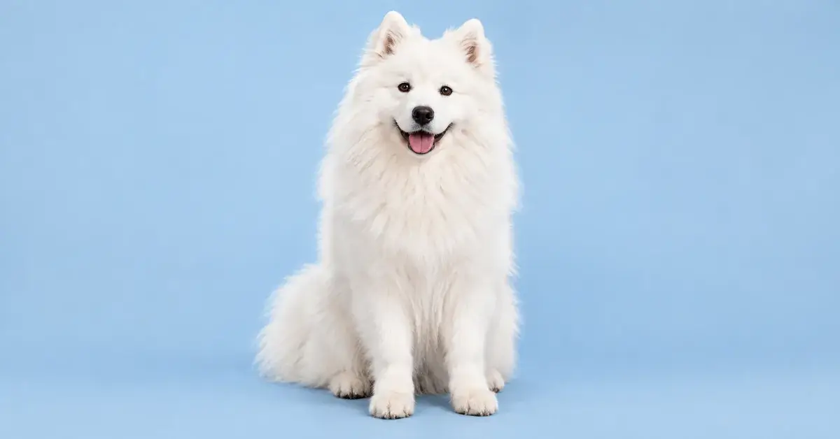 Reference photo: a white Samoyed sitting and facing the camera, with its whole body against a plain blue background