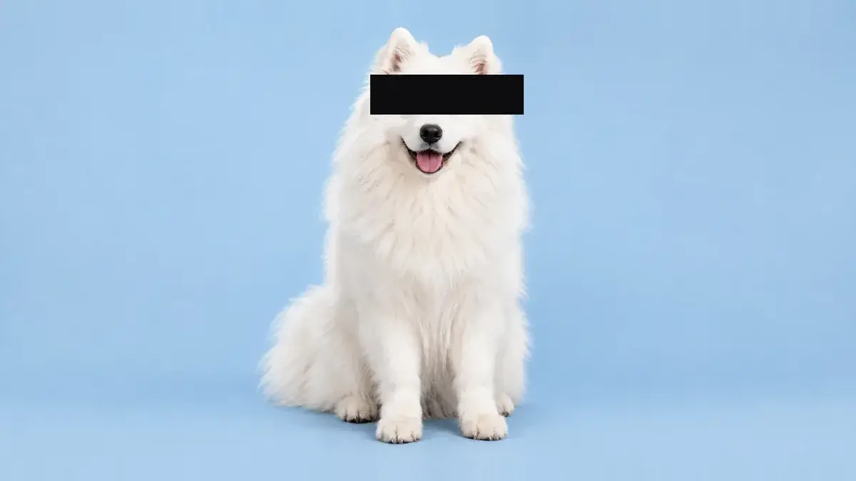 The same white Samoyed sitting, with a dark bar covering both eyes