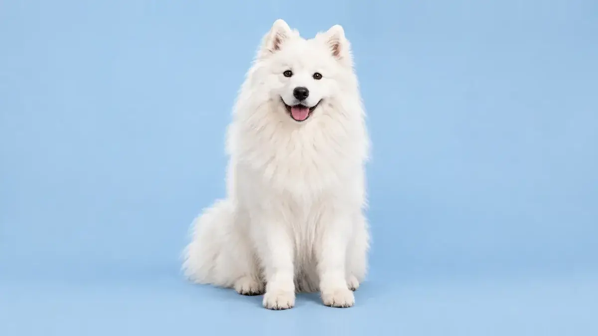 A white Samoyed sitting and facing the camera, with its whole body and both eyes visible against a plain blue background