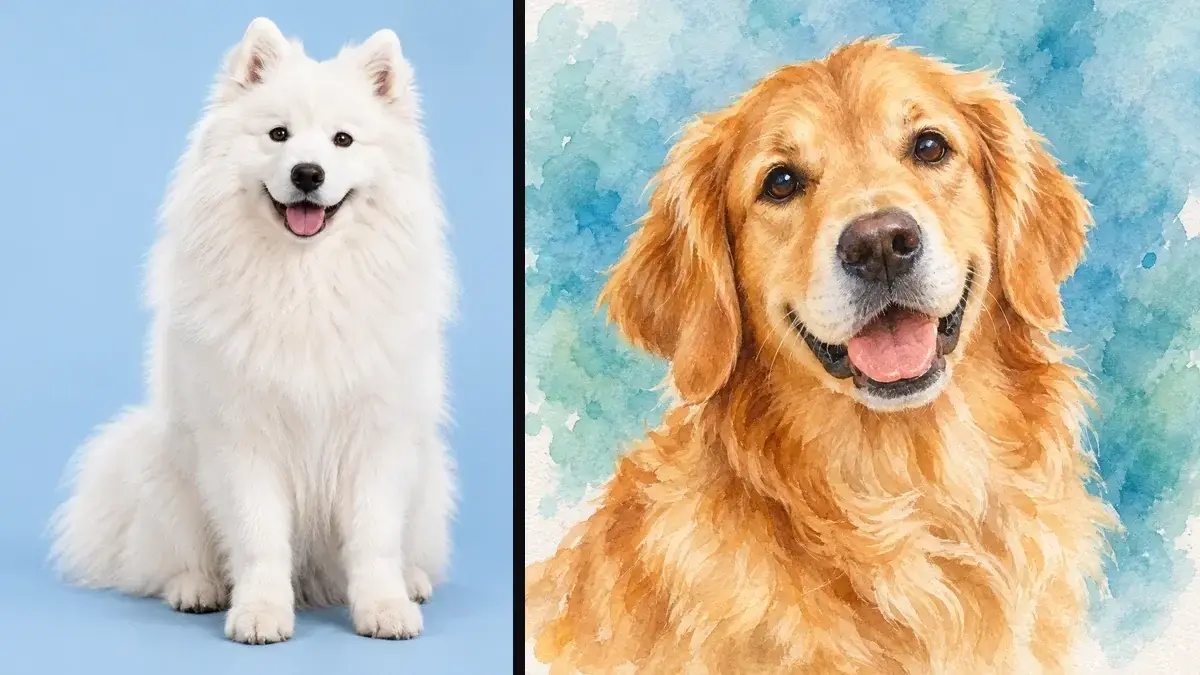 A white Samoyed sitting beside a watercolor golden retriever, so the intended animal is unclear