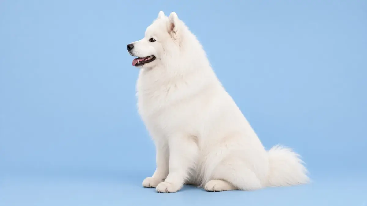 The same white Samoyed sitting in full side profile, so only one side of its face is visible, against a plain blue background