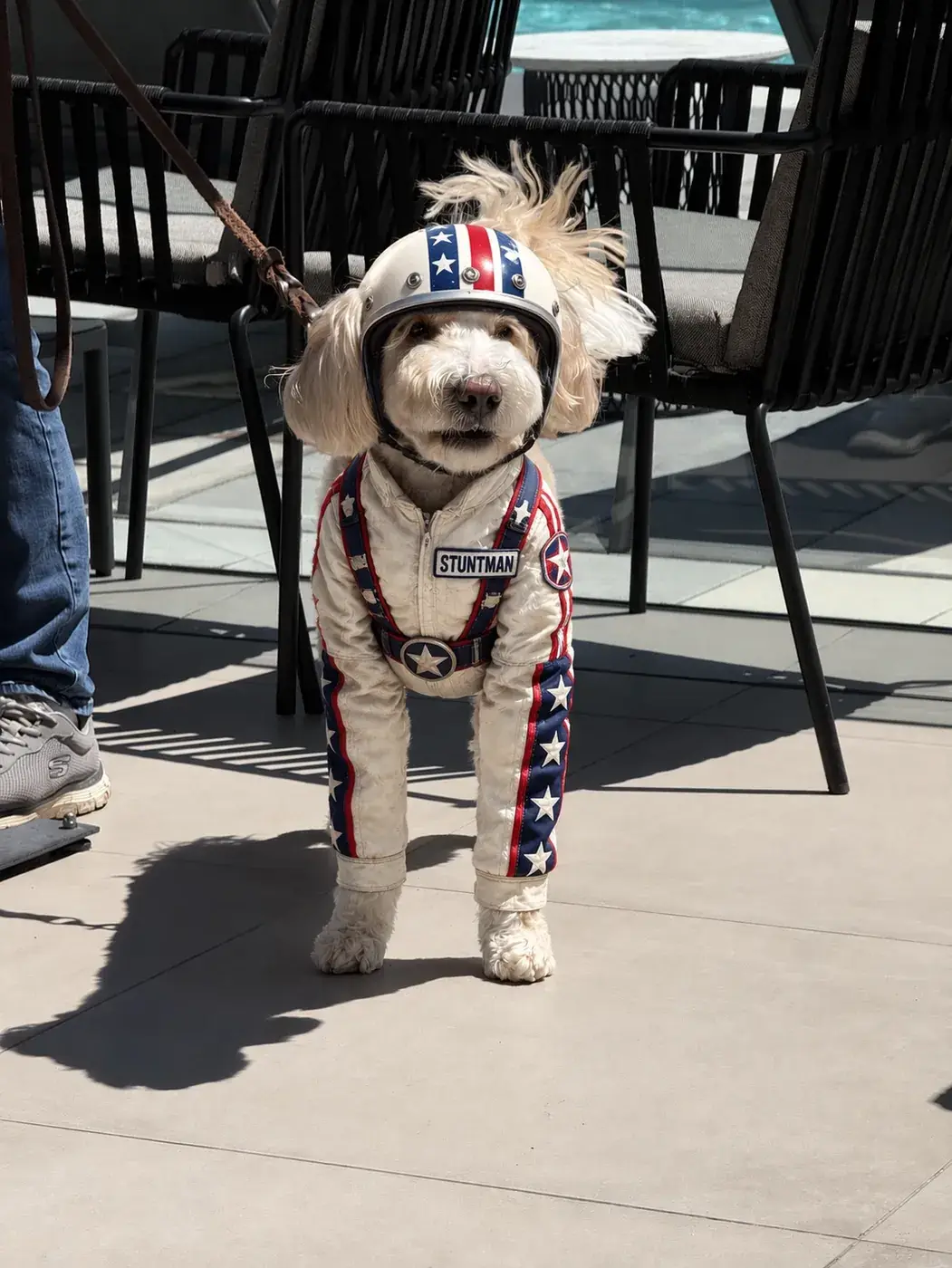 Image to Image example: the same dog in a white STUNTMAN suit and helmet, patio unchanged