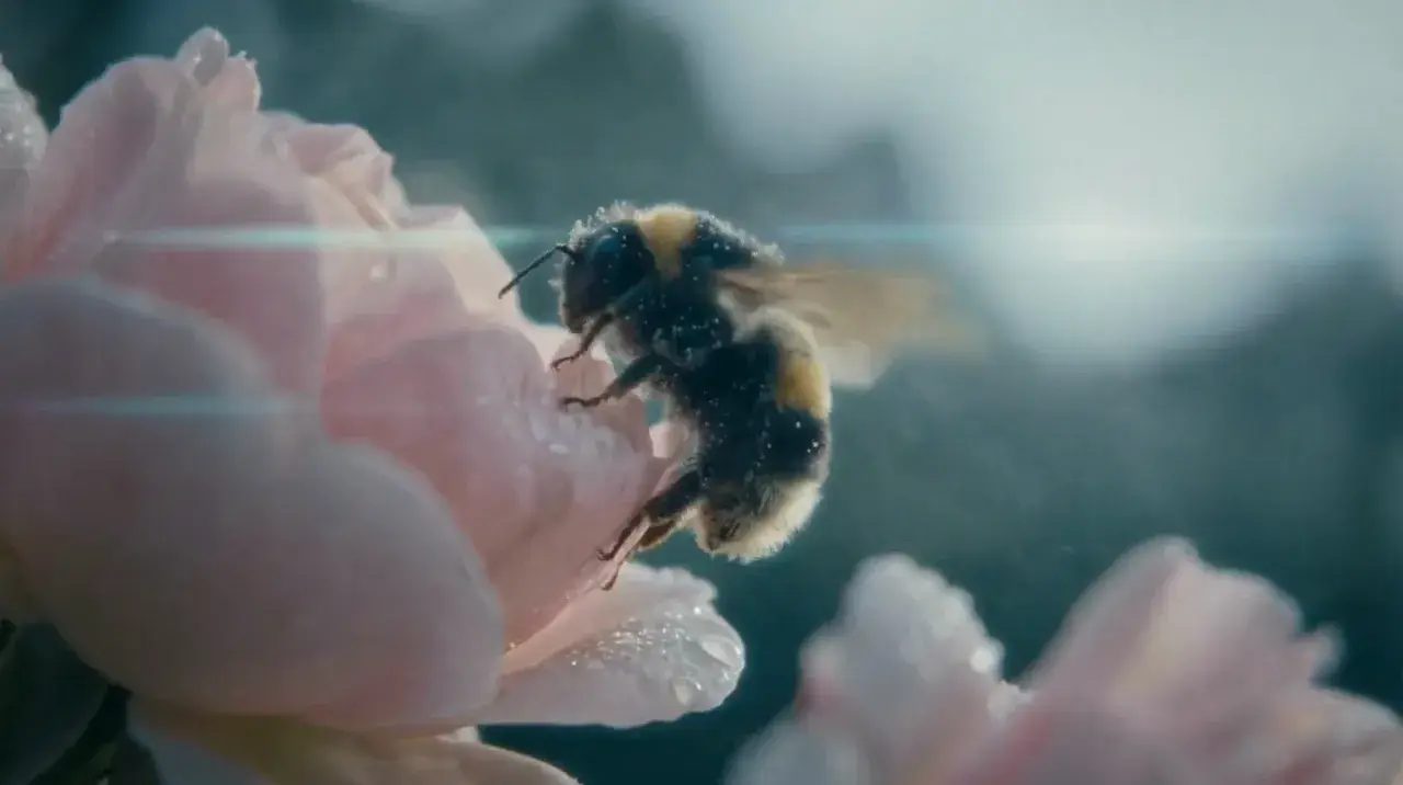 Kling 3.0 macro bee-on-flower demonstration