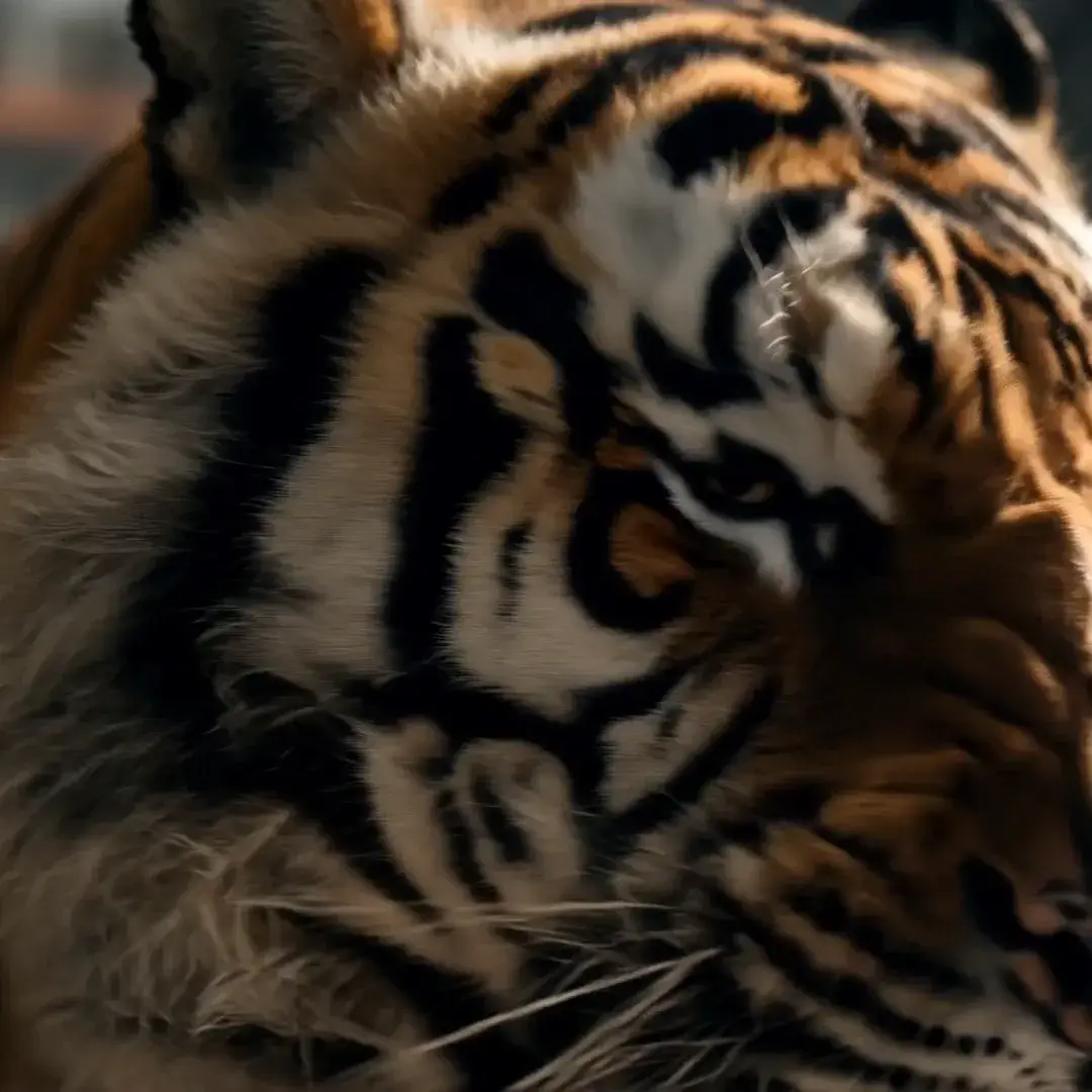Close-up of a tiger face, then a factory worker gripping a steel beam as the tiger charges