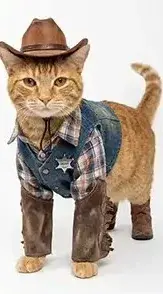 Reference to Video example: an orange cat in a cowboy hat and denim vest