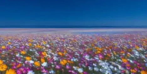 Reference to Video example: a field of mixed wildflowers under a blue sky